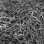 Winter Grass on Neutaconkanut Hill