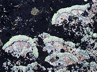 Green and Black Lichen
