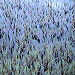 Water Plants near Kangerlussuaq, Greenland