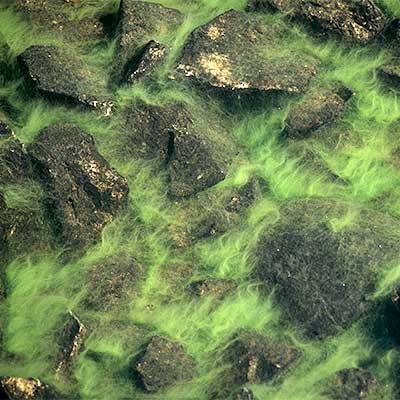 Algae in Pool