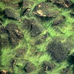 Algae in Pool