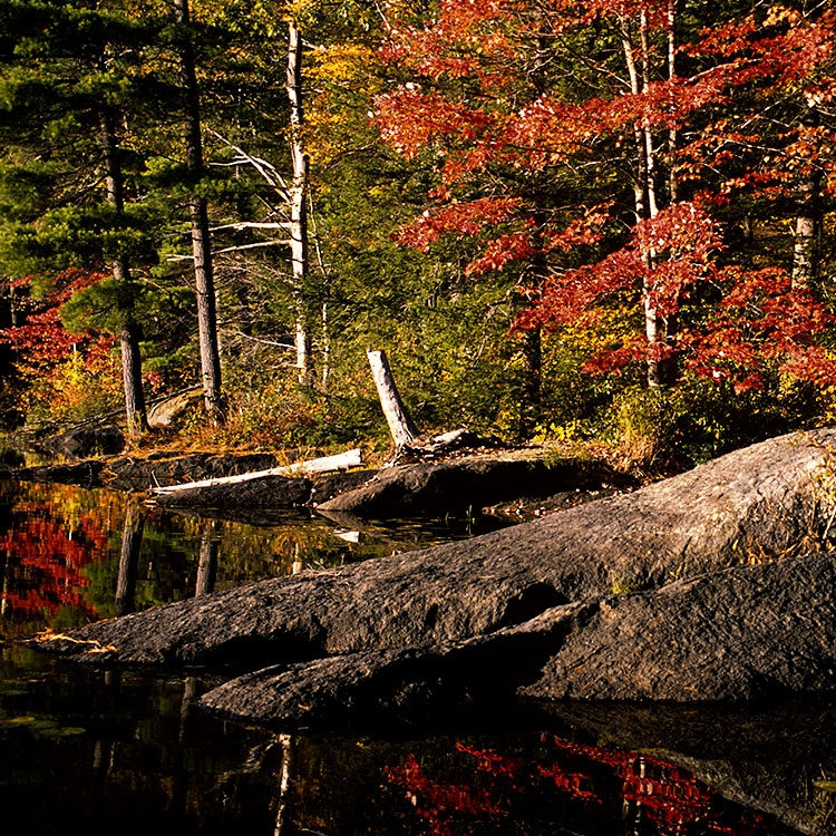 Fall Colors at McLeod Pond