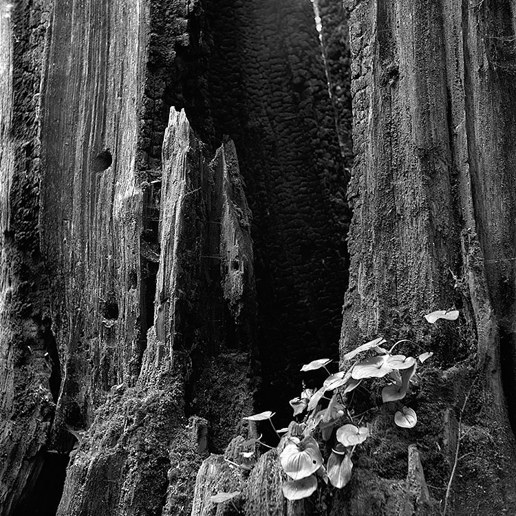 Burnt Tree Near Puget Sound