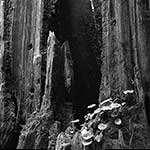 Burnt Tree Near Puget Sound