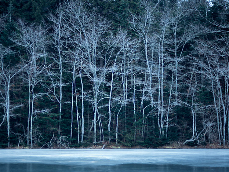 Winter Trees at the Lily Pond