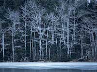 Winter Trees at the Lily Pond