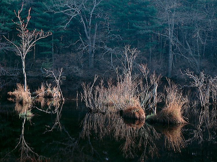 Reflected Trees at Big River