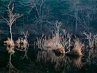 Reflected Trees at Big River