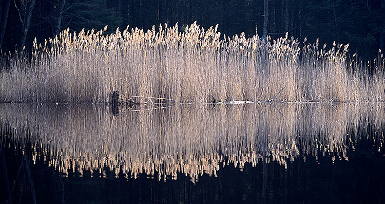 Phragmites in Big River