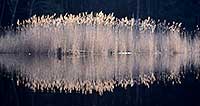 Phragmites in Big River