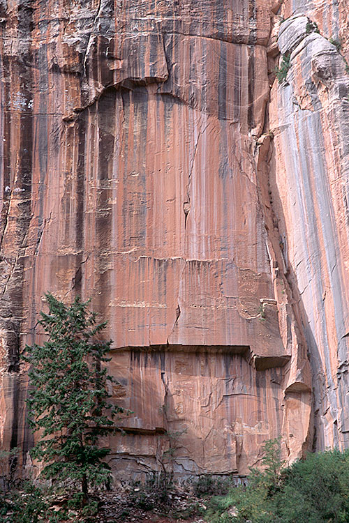 Tree and Streaked Cliff, North Kaibab Trail, Grand Canyon