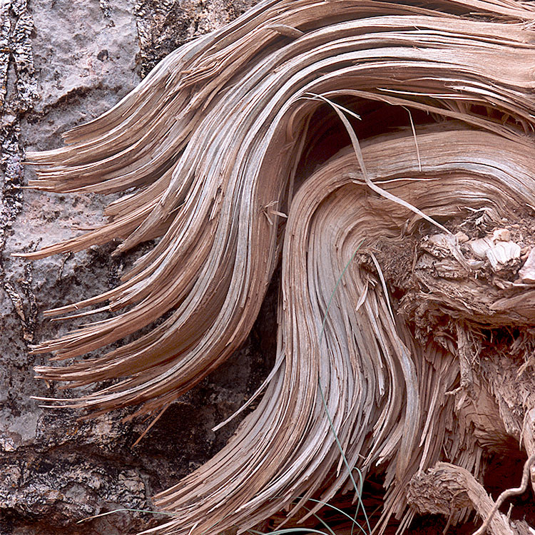 Shattered Tree, North Kaibab Trail, Grand Canyon