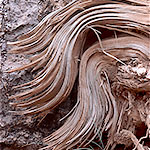 Shattered Tree, North Kaibab Trail, Grand Canyon