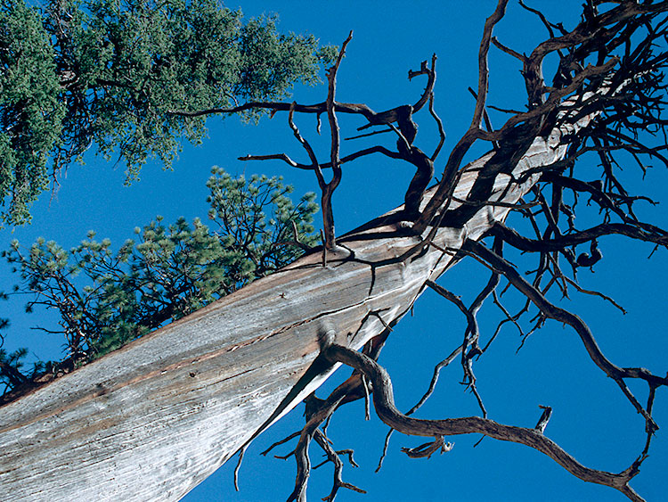 Dead and Living Trees, Bryce Canyon