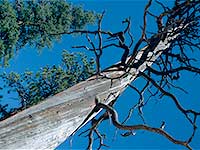 Dead and Living Trees, Bryce Canyon