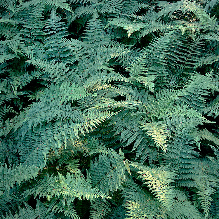 Ferns