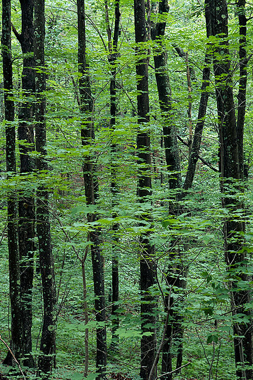 Maples at Lincoln Woods