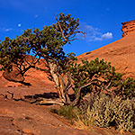 Full Moon, Red Rocks, and Juniper Tree