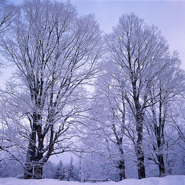 Snow on the Maples