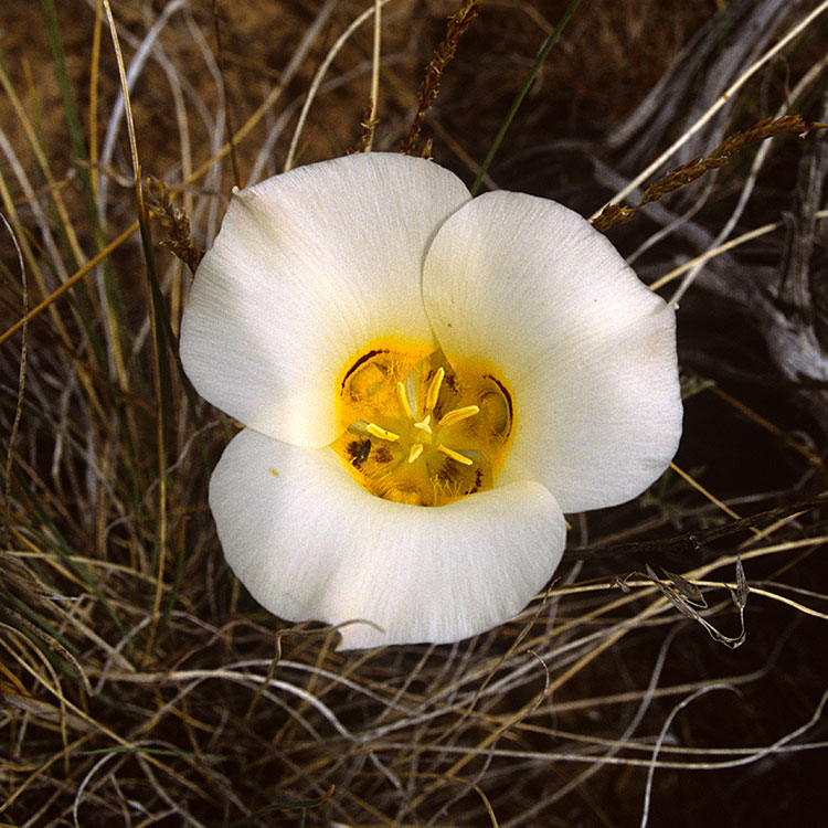 Sego Lily