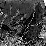 Boulder and Sun-Dried Flowers