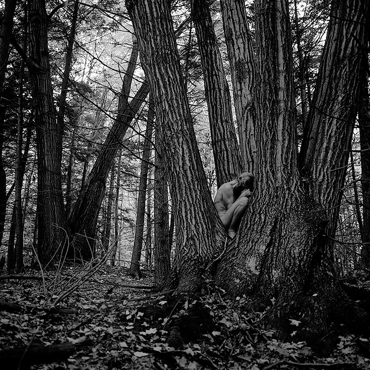 In the Crotch of an Oak Tree