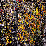 Fall on Long Pond Mountain