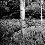 Birches and Ferns