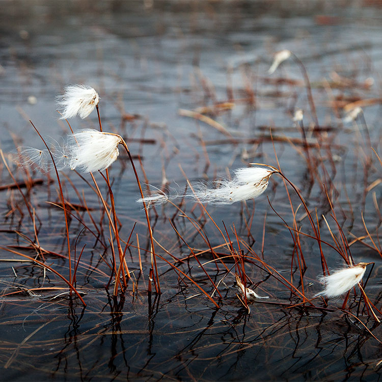 Arctic Cotton